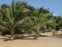 /album/grand-popo/a263-jpg/