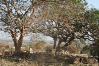 /album/taneka/a092-jpg/