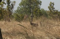 /album/pendjari/a116-jpg/