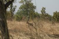 /album/pendjari/a119-jpg/