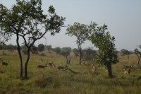 /album/pendjari/a122-jpg/