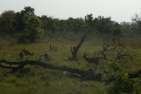 /album/pendjari/a125-jpg/