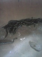 /album/ouidah/cam01020-jpg/