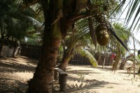 /album/grand-popo/a230-jpg/