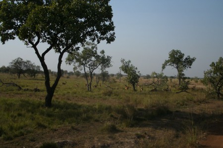 des antilopes