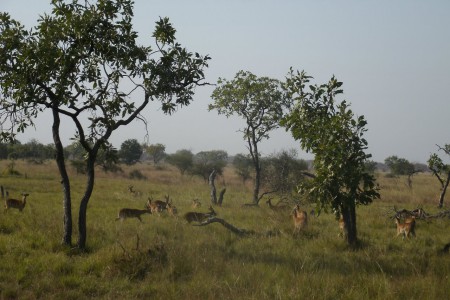 des antilopes