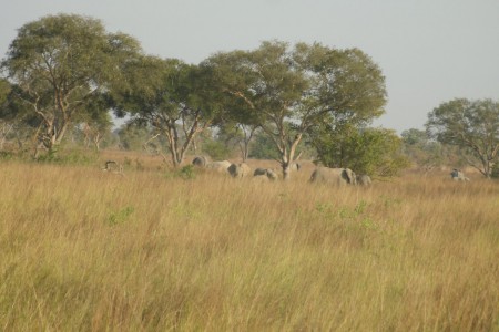 des éléphants