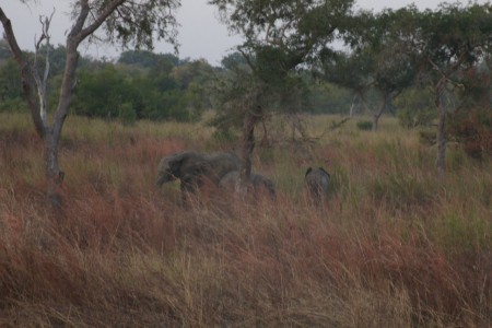 des éléphants