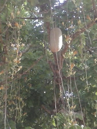 il y a de longues grappes de fleurs et un gros fruit