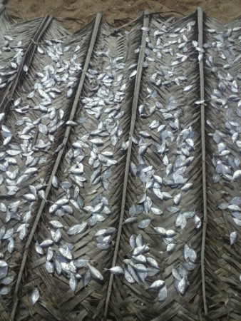 Les plus petis poissons sont sêchés