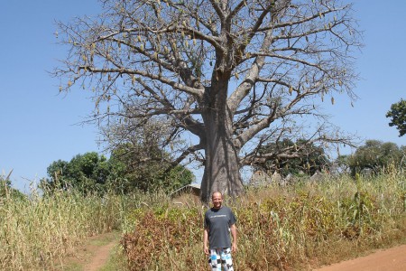 Un baobab